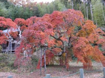 平成23年11月30日