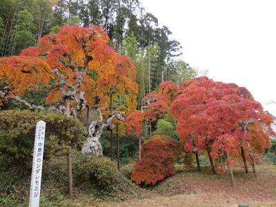 平成24年11月28日