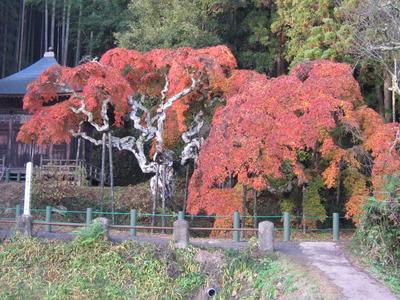 平成18年11月29日