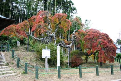 平成19年11月21日