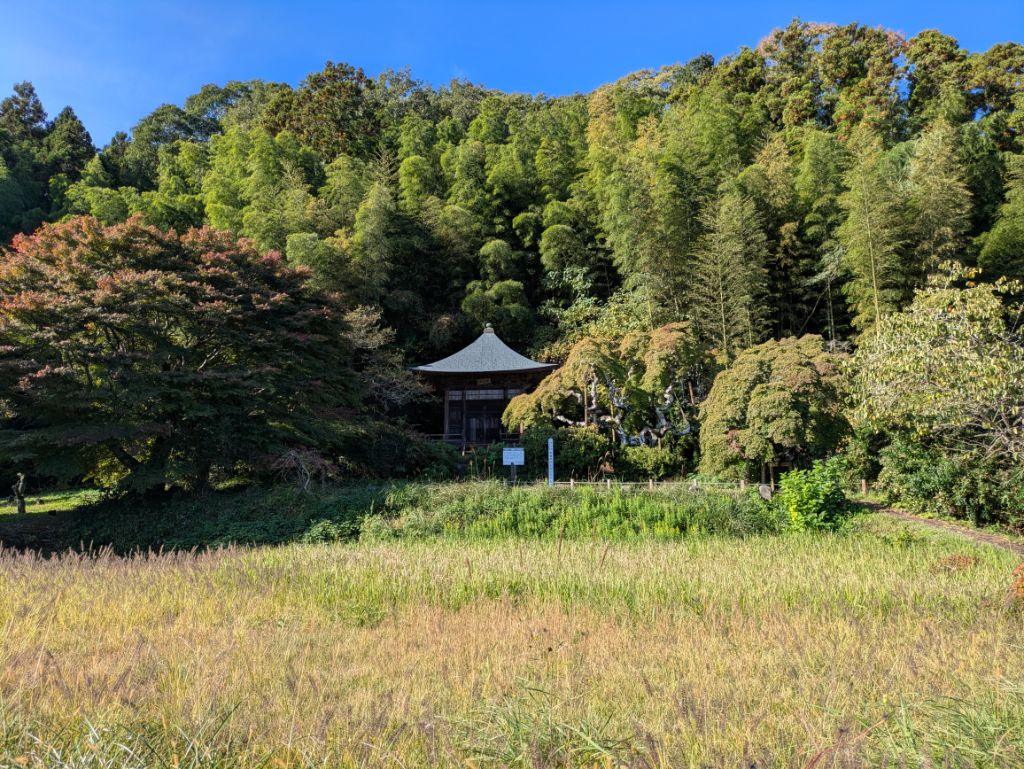 中釜戸のシダレモミジ