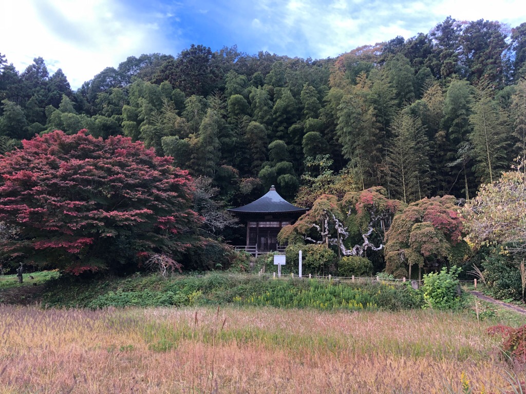 中釜戸のシダレモミジ