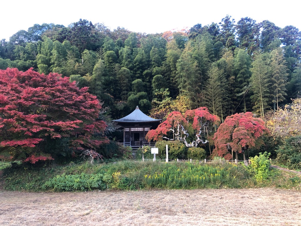 中釜戸のシダレモミジ