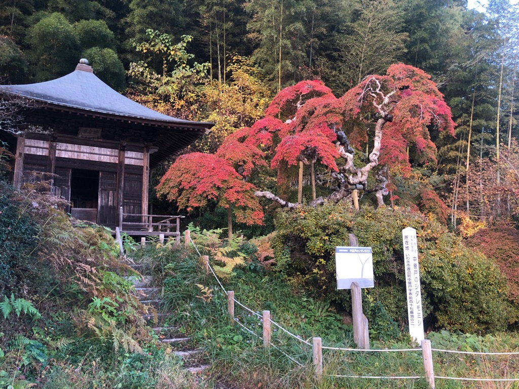 中釜戸のシダレモミジ