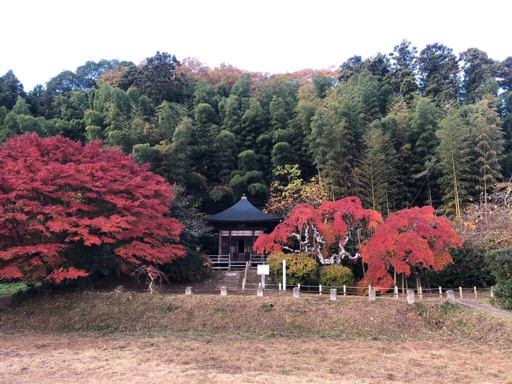 中釜戸のシダレモミジ