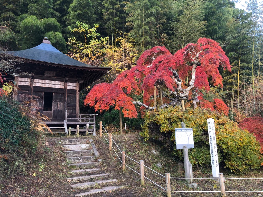 中釜戸のシダレモミジ