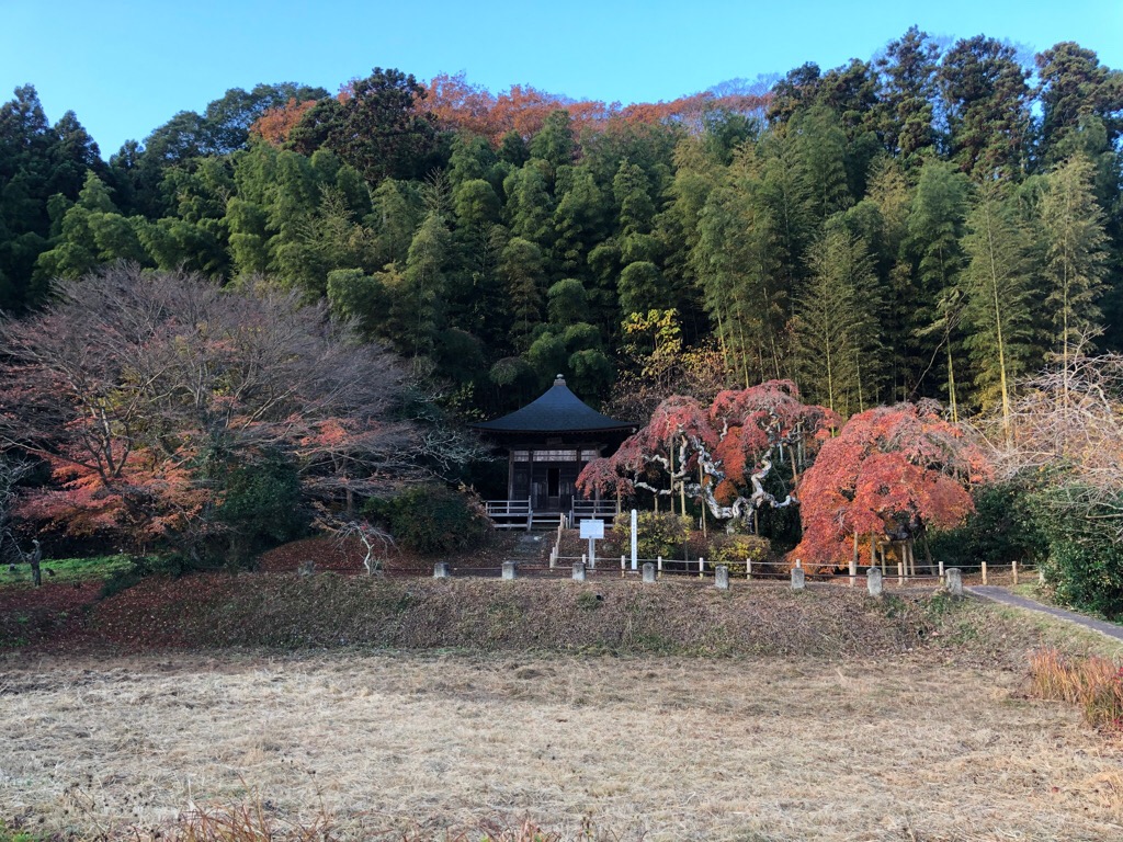 中釜戸のシダレモミジ