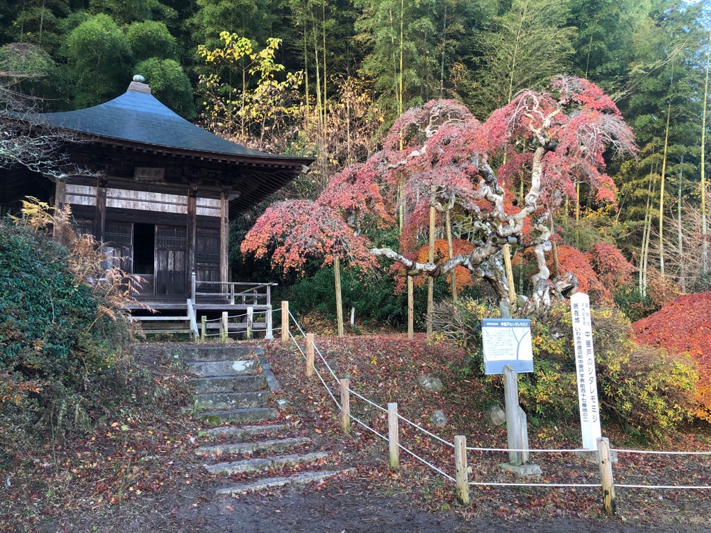 中釜戸のシダレモミジ