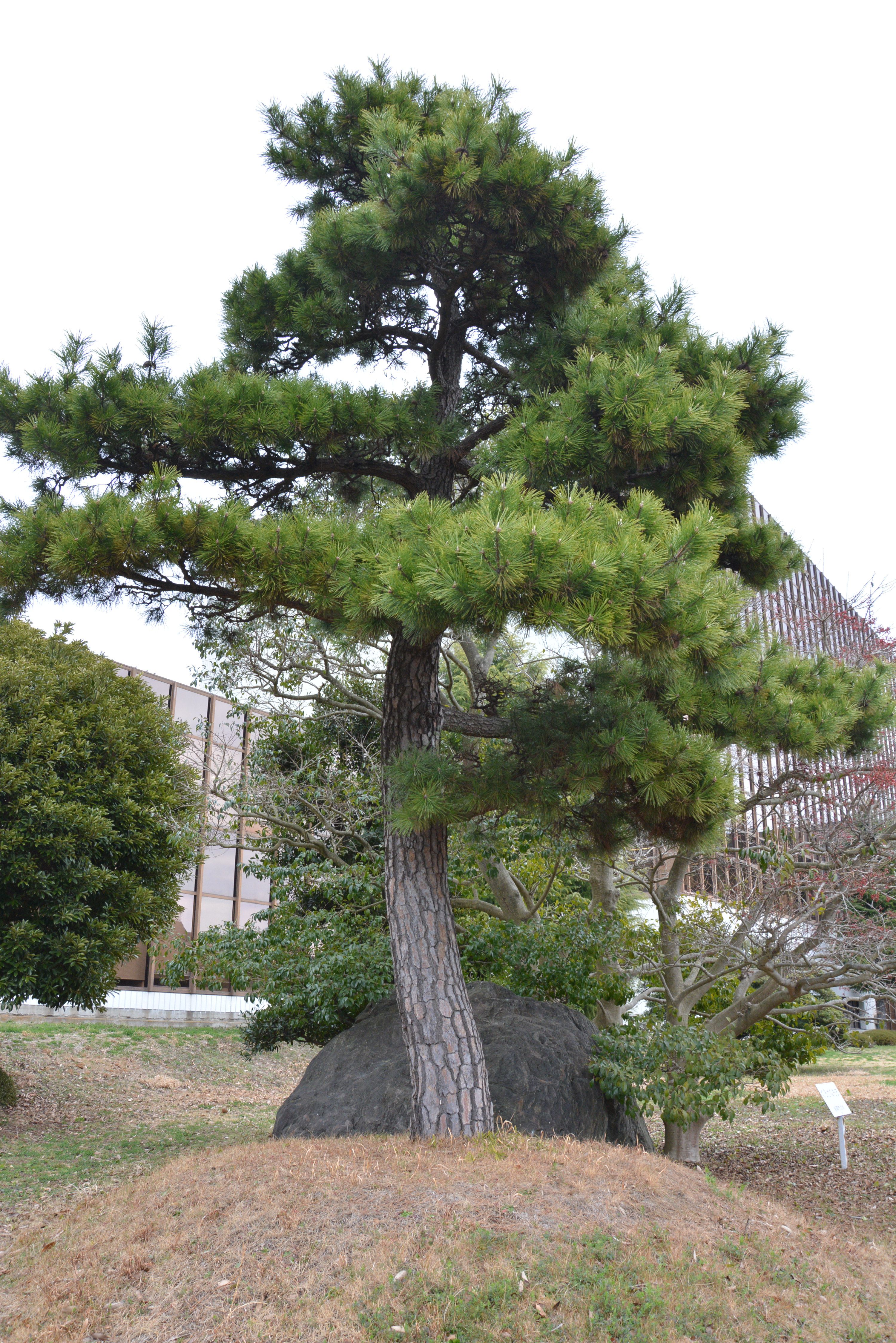 市役所本庁舎南側に植えられたクロマツ(平成28年3月、いわき市撮影)