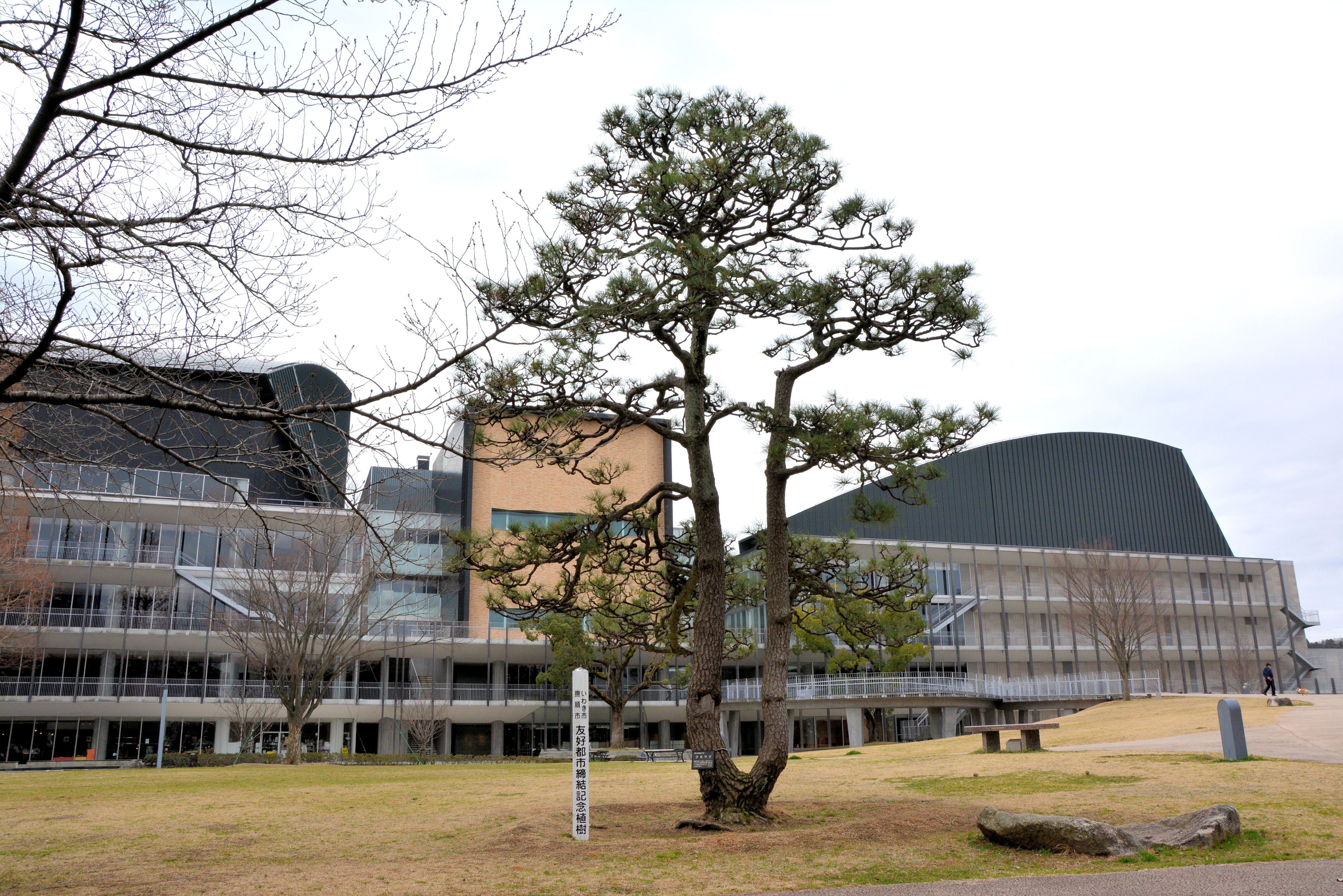 平中央公園内・撫順市友好都市締結記念植樹クロマツの現在の姿(平成28年3月、いわき市撮影)