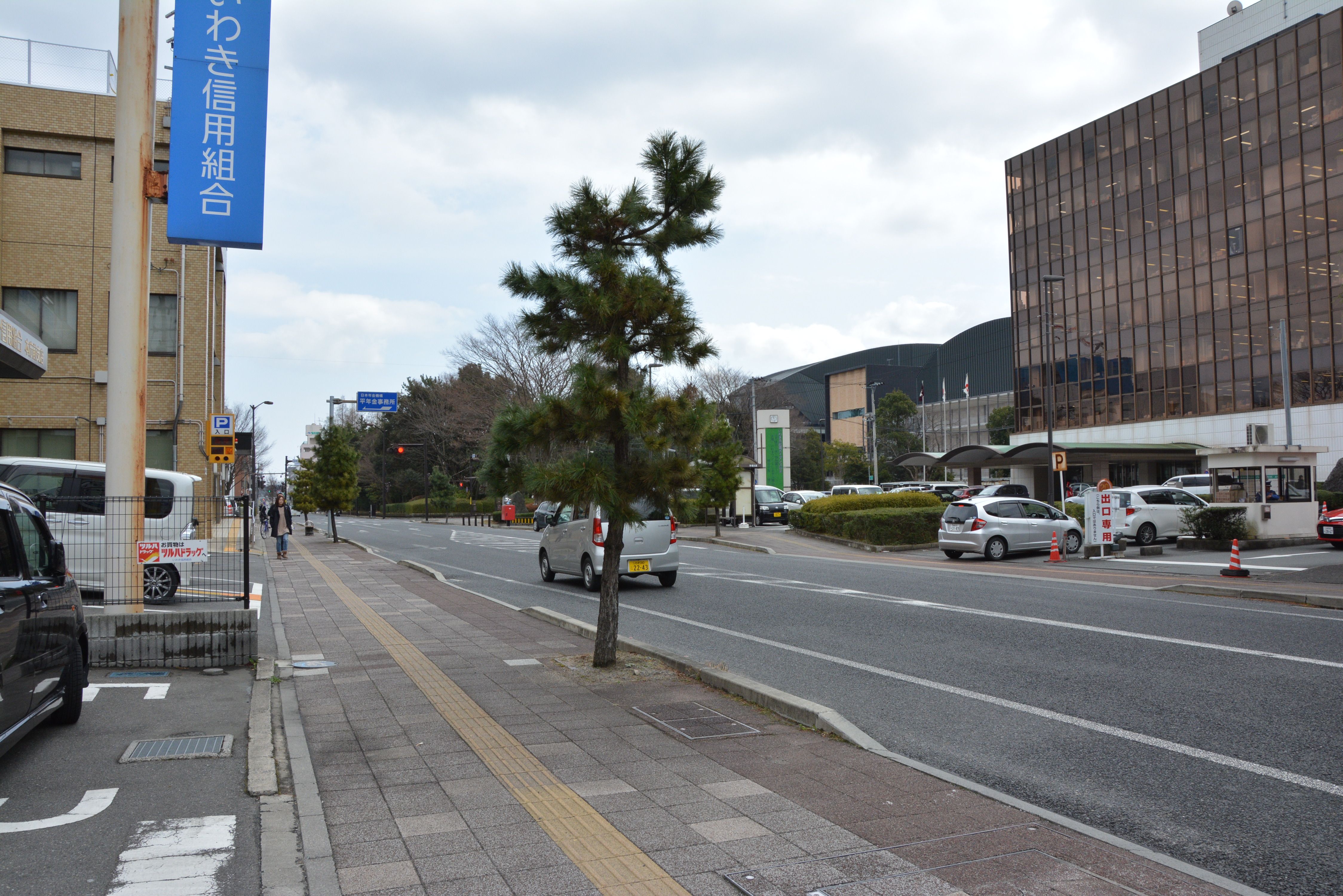 市役所本庁舎北側・市道街路樹のクロマツ(平成28年3月、いわき市撮影)