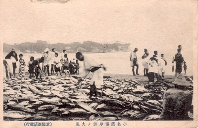 7 小名浜海岸のカツオ大漁(明治時代末期、京屋商店)