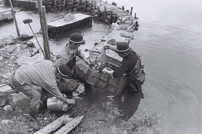 04_鮫川のアユ放流作業(昭和48年5月、いわき市撮影)：放流されるアユの人工稚魚には感染症対策や固有種の保護など工夫が重ねられています