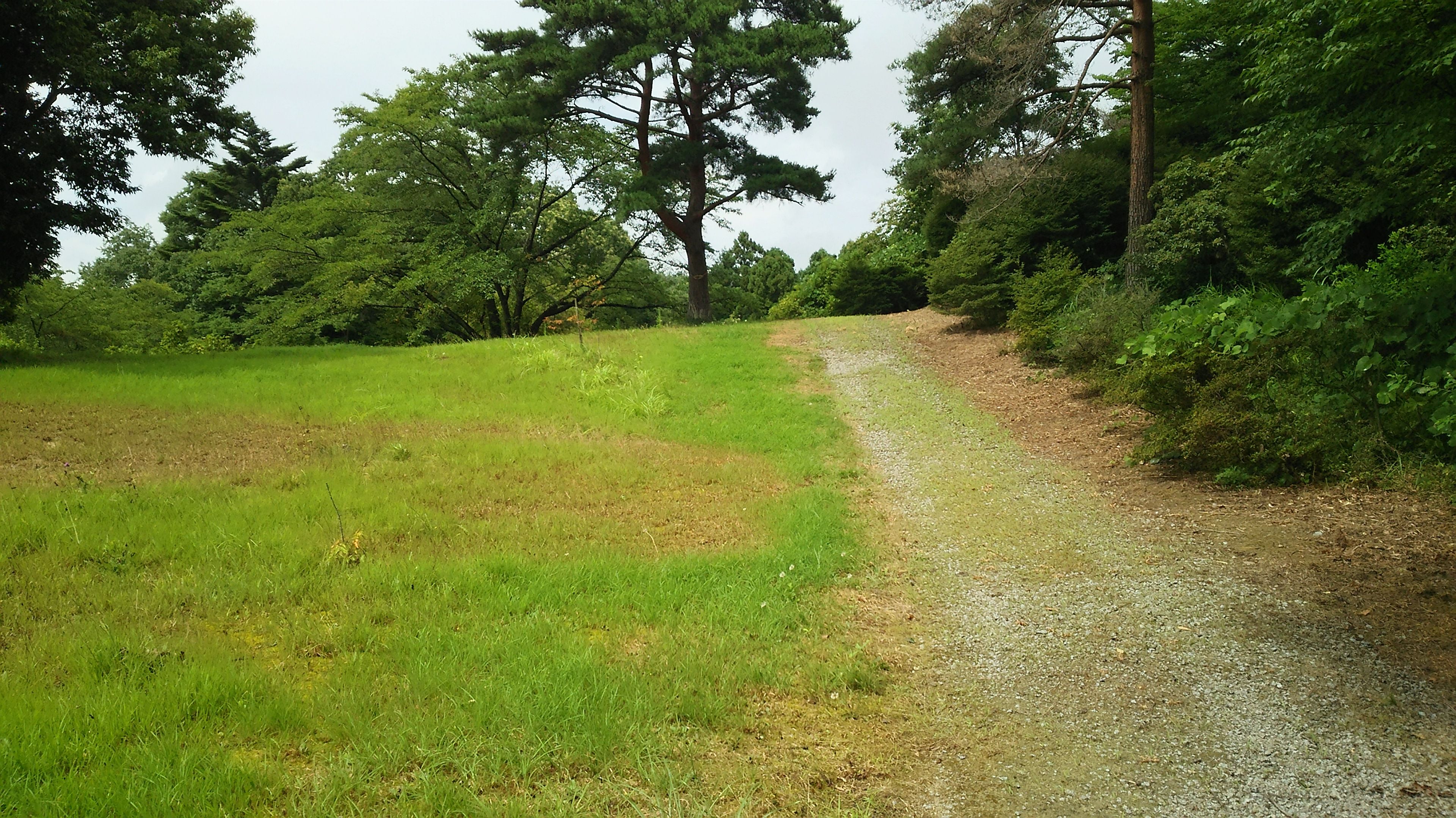 開けた草原脇の道