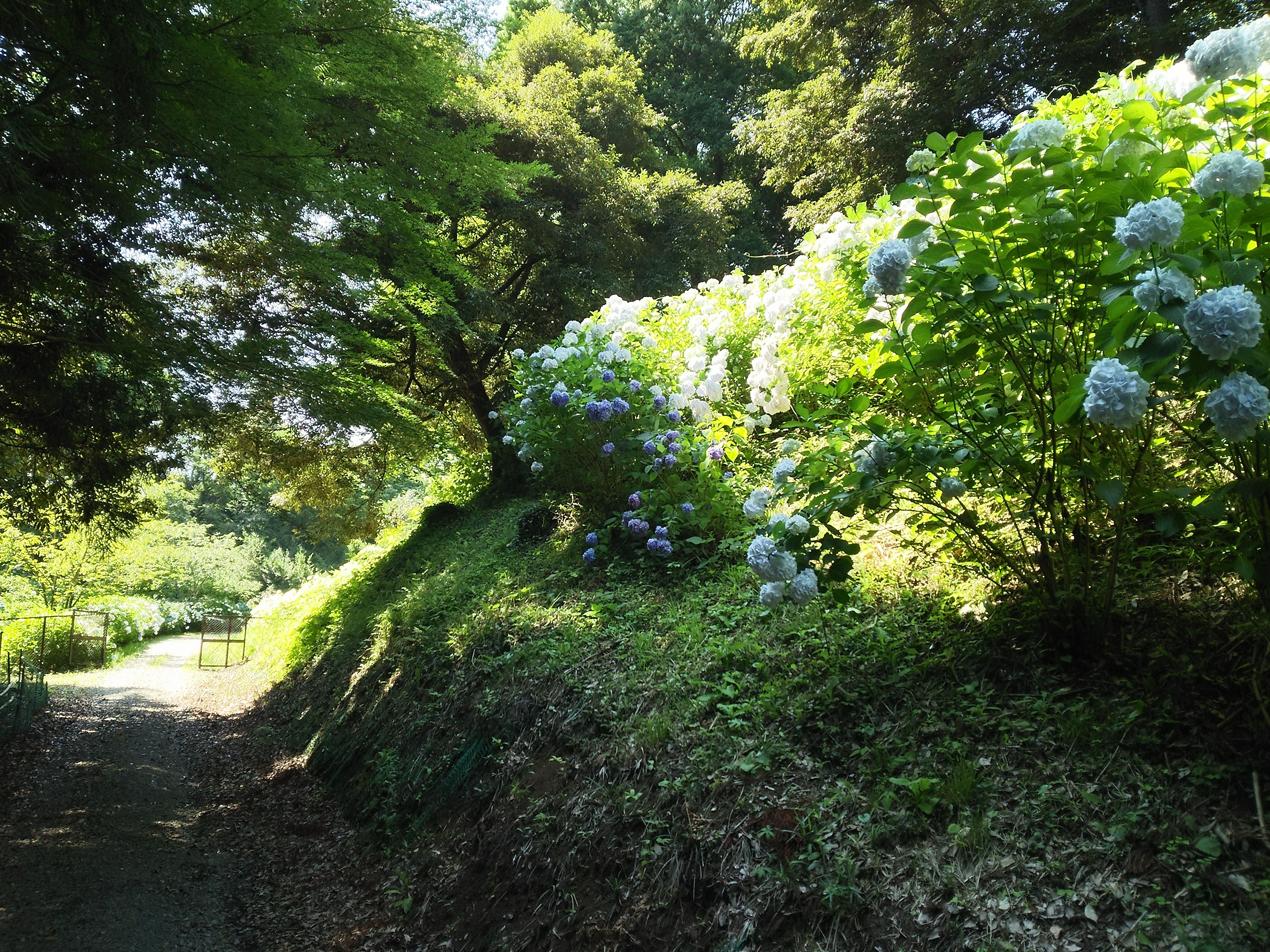 道沿いにあじさいの群れ