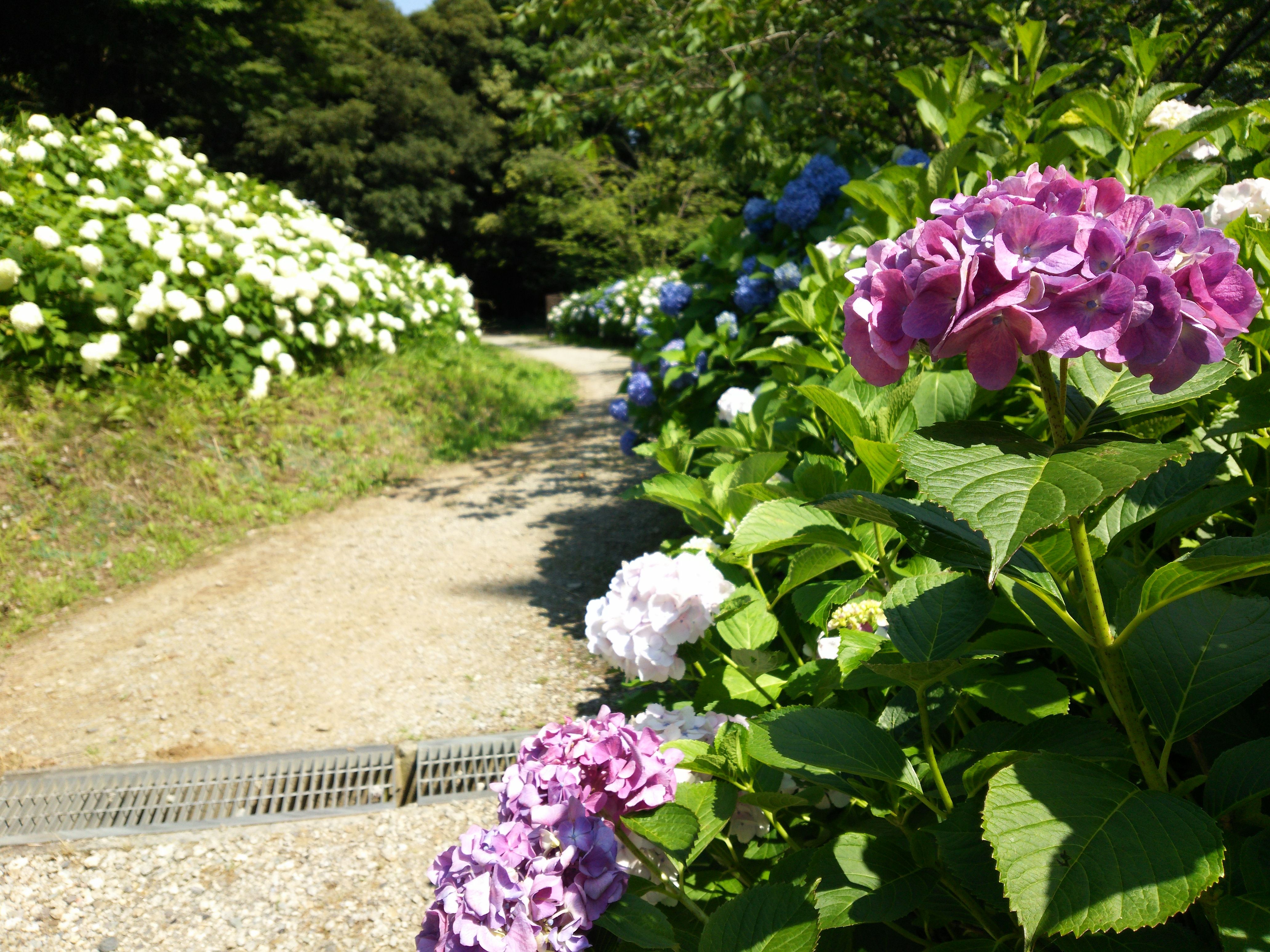 道沿いに続くあじさいたち