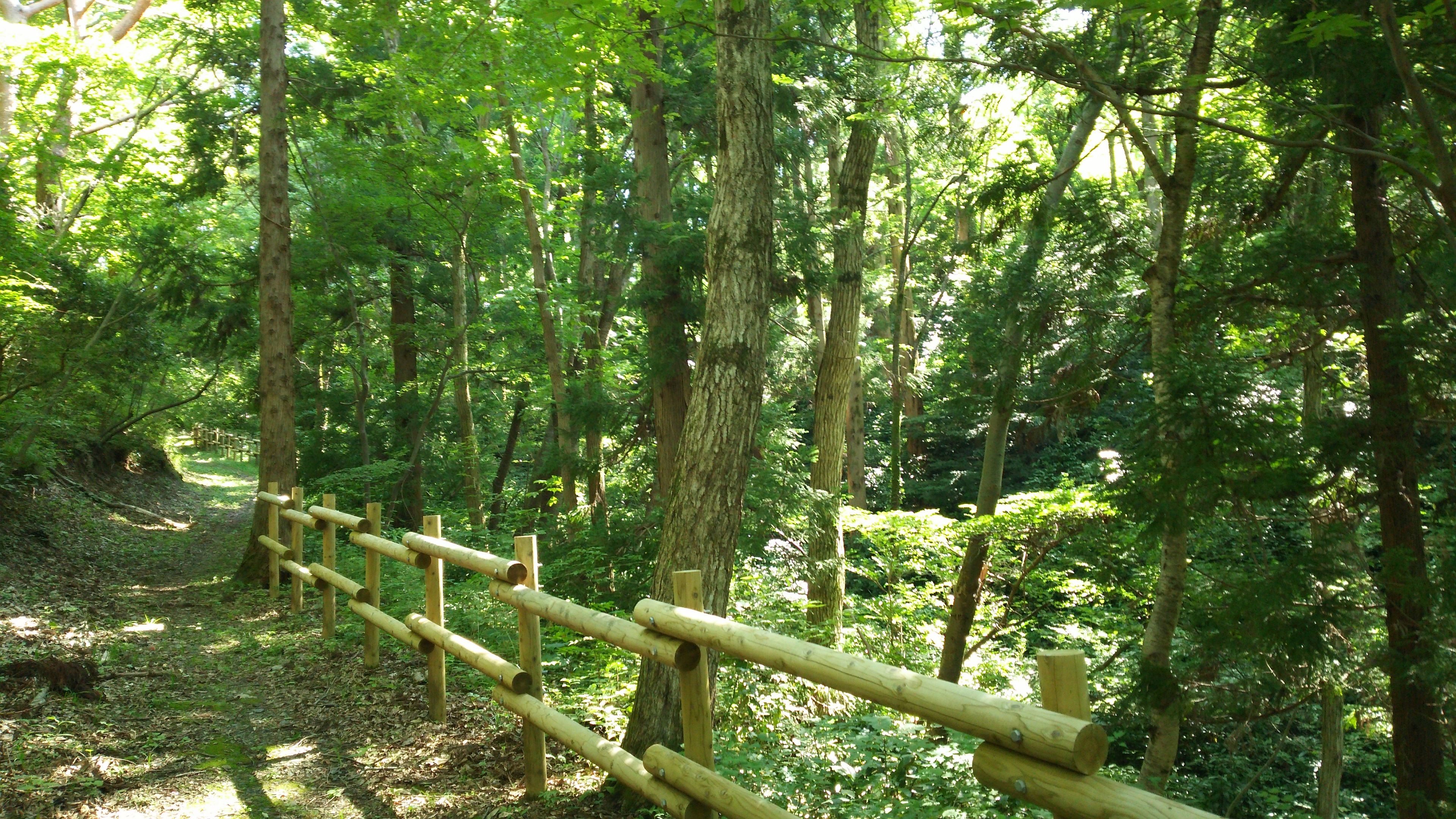 杉の風景