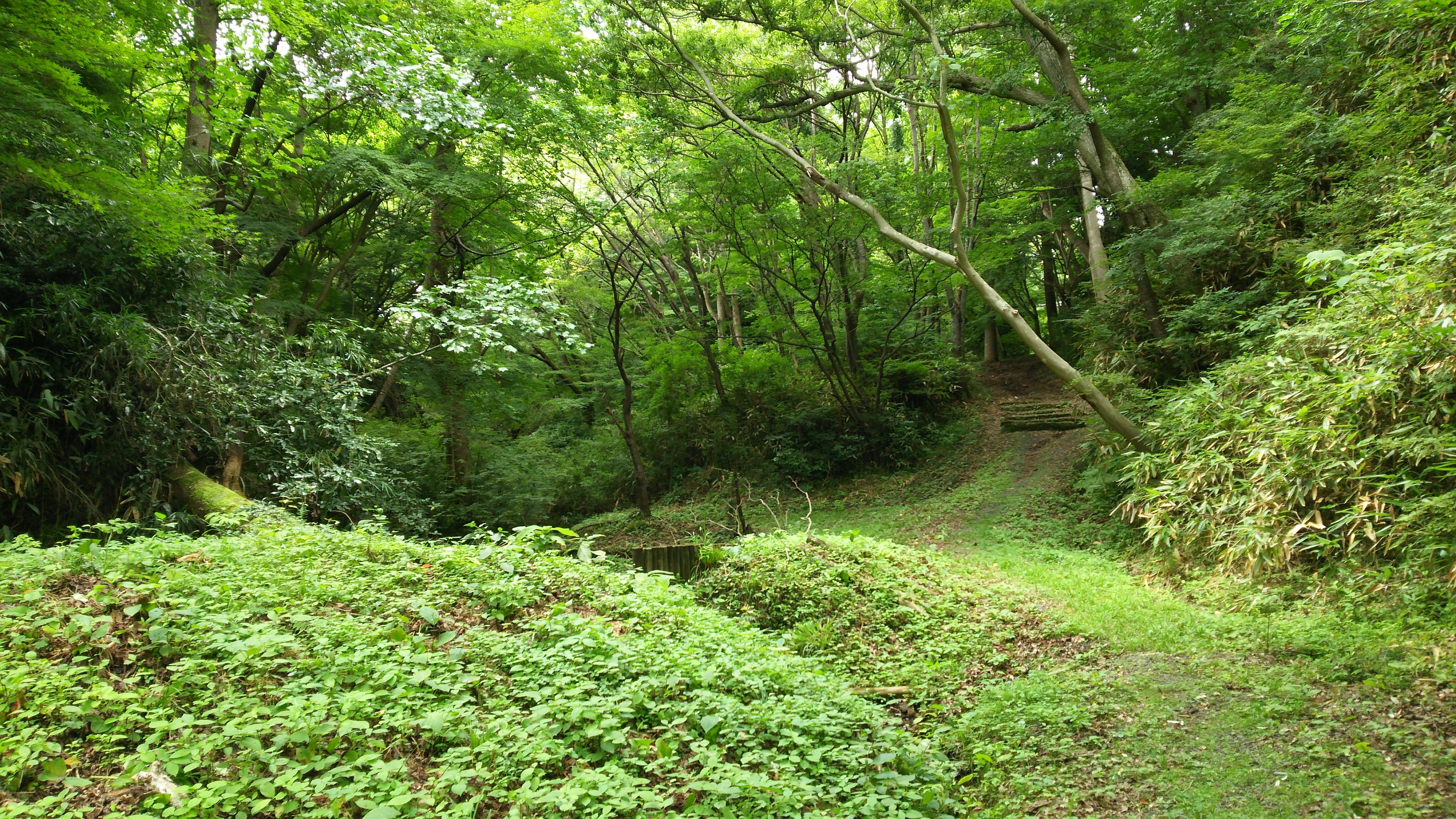 二ツ沼から林道石森線沿いの入口を望む