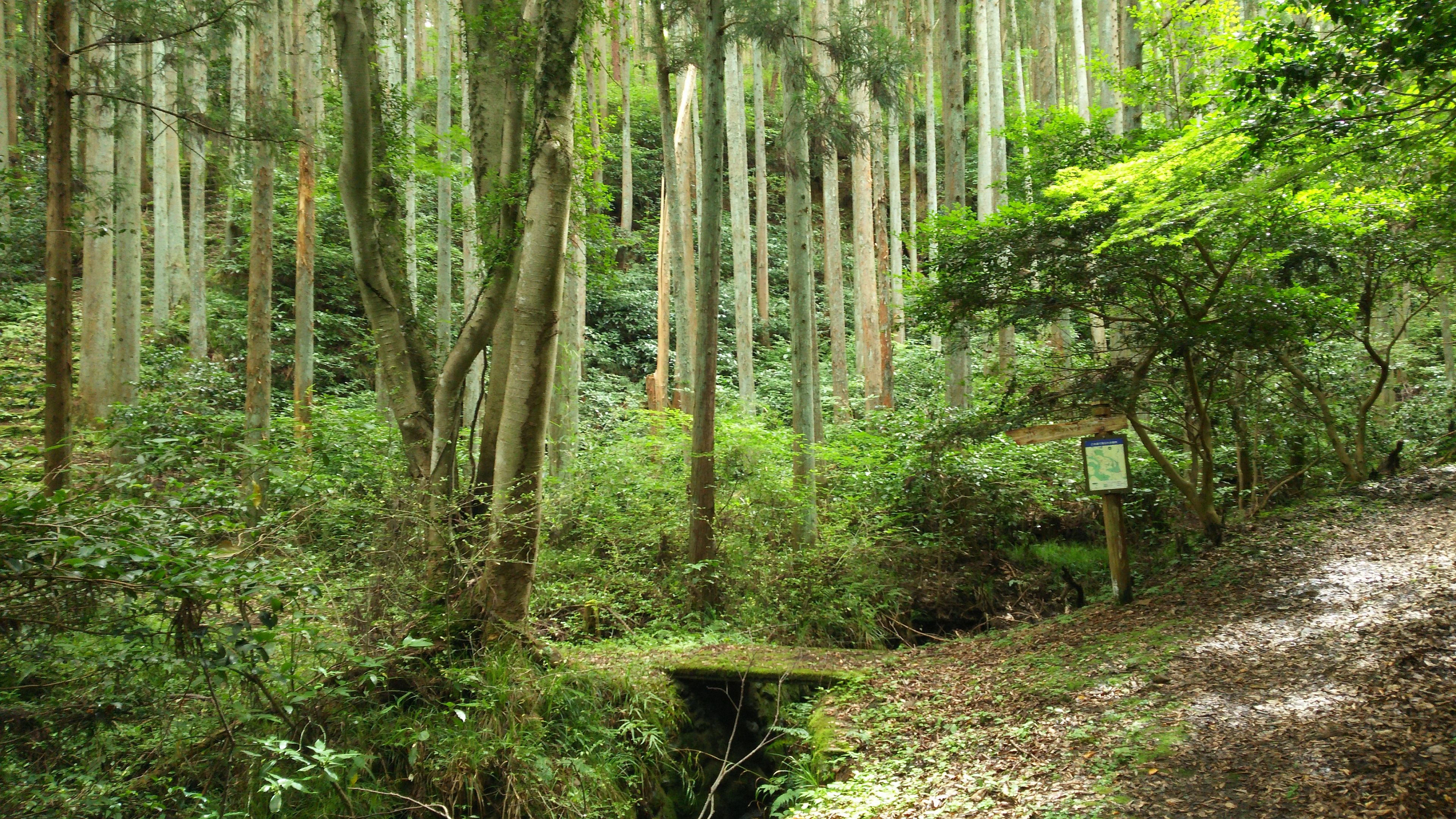 いこいの道との合流付近