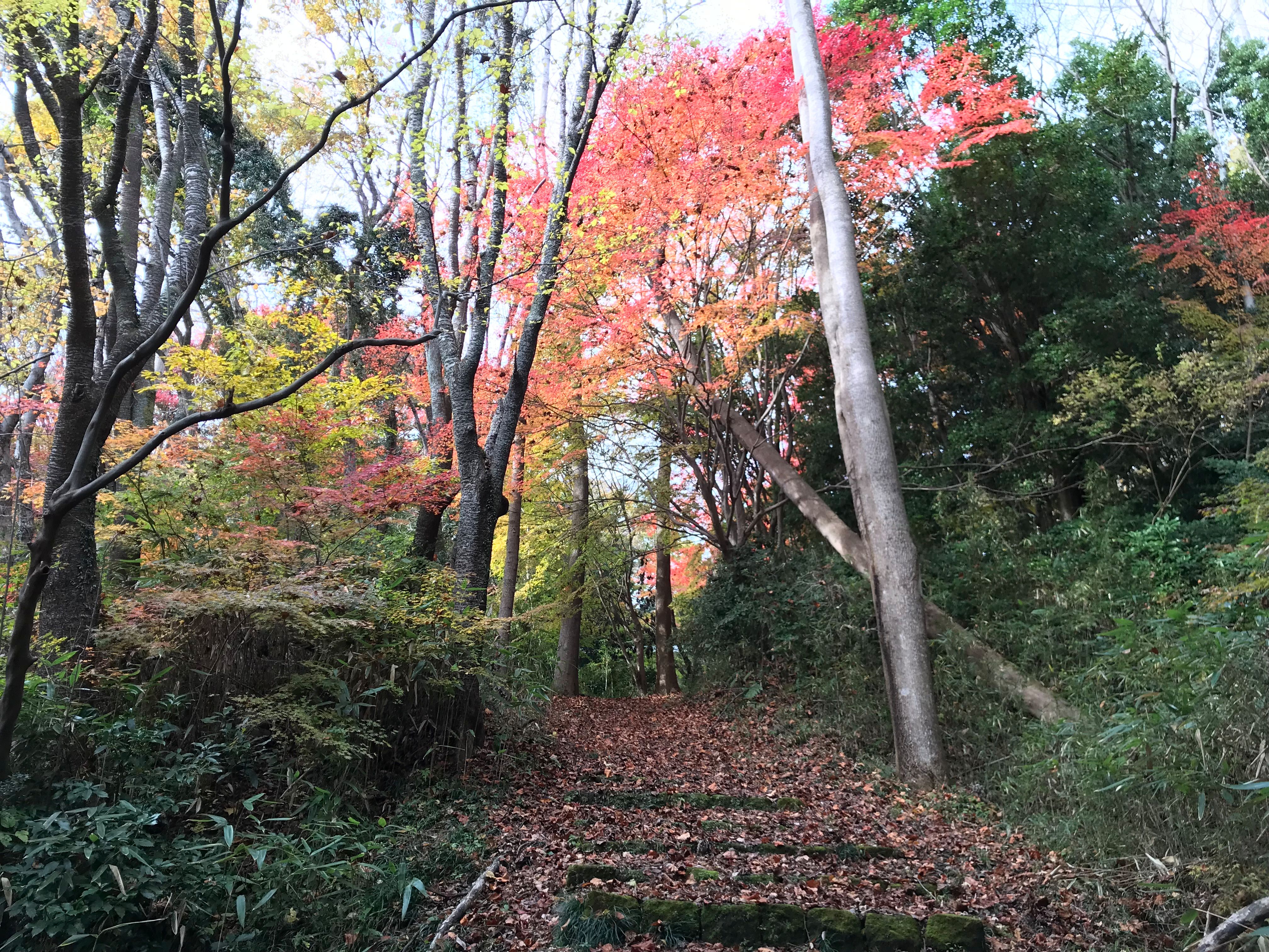 せせらぎの道（秋）