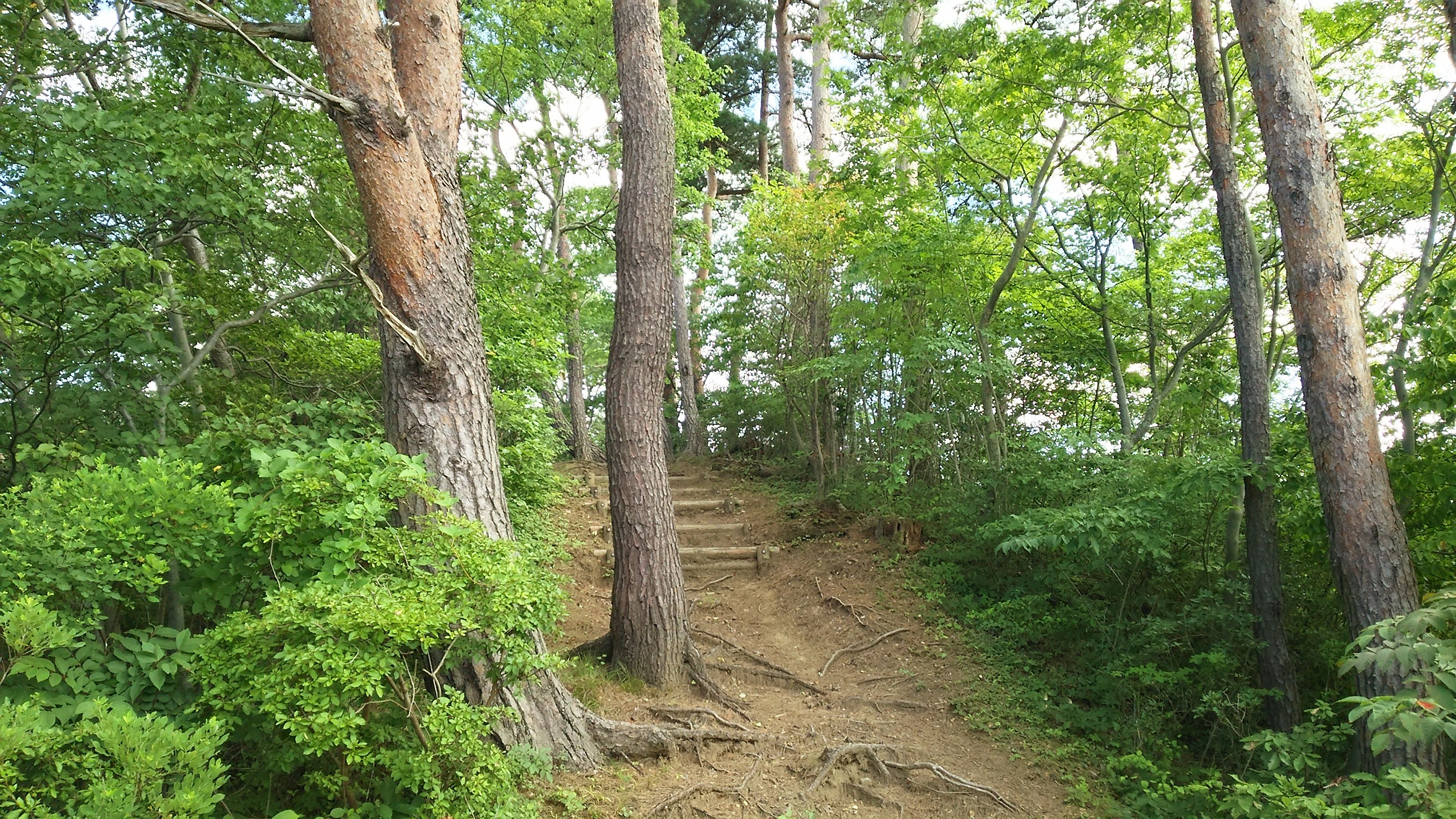 尾根づたいの道