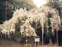 筒木原不動尊のしだれ桜