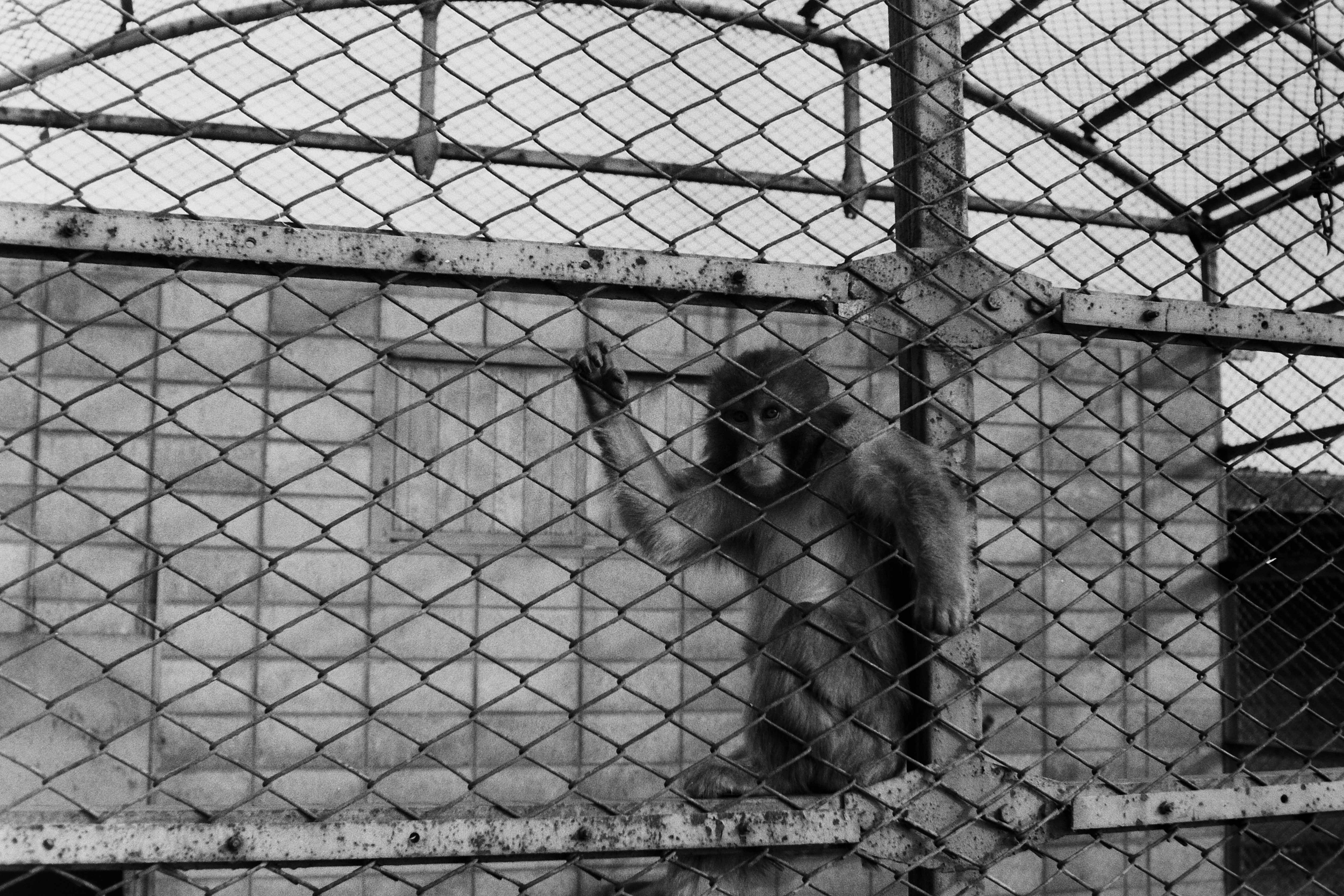 小動物園のサル