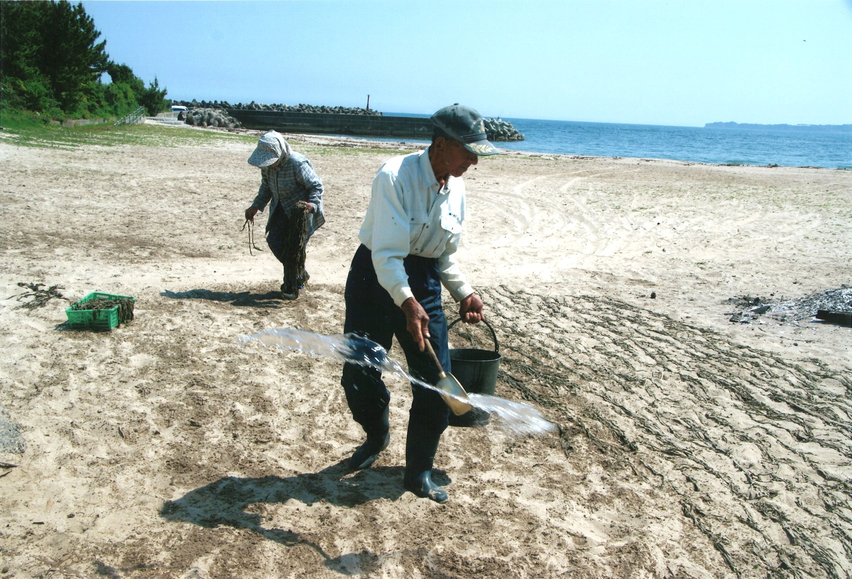 09 小浜海岸の砂ワカメ干し（平成22年6月2日、丹野孝氏撮影）