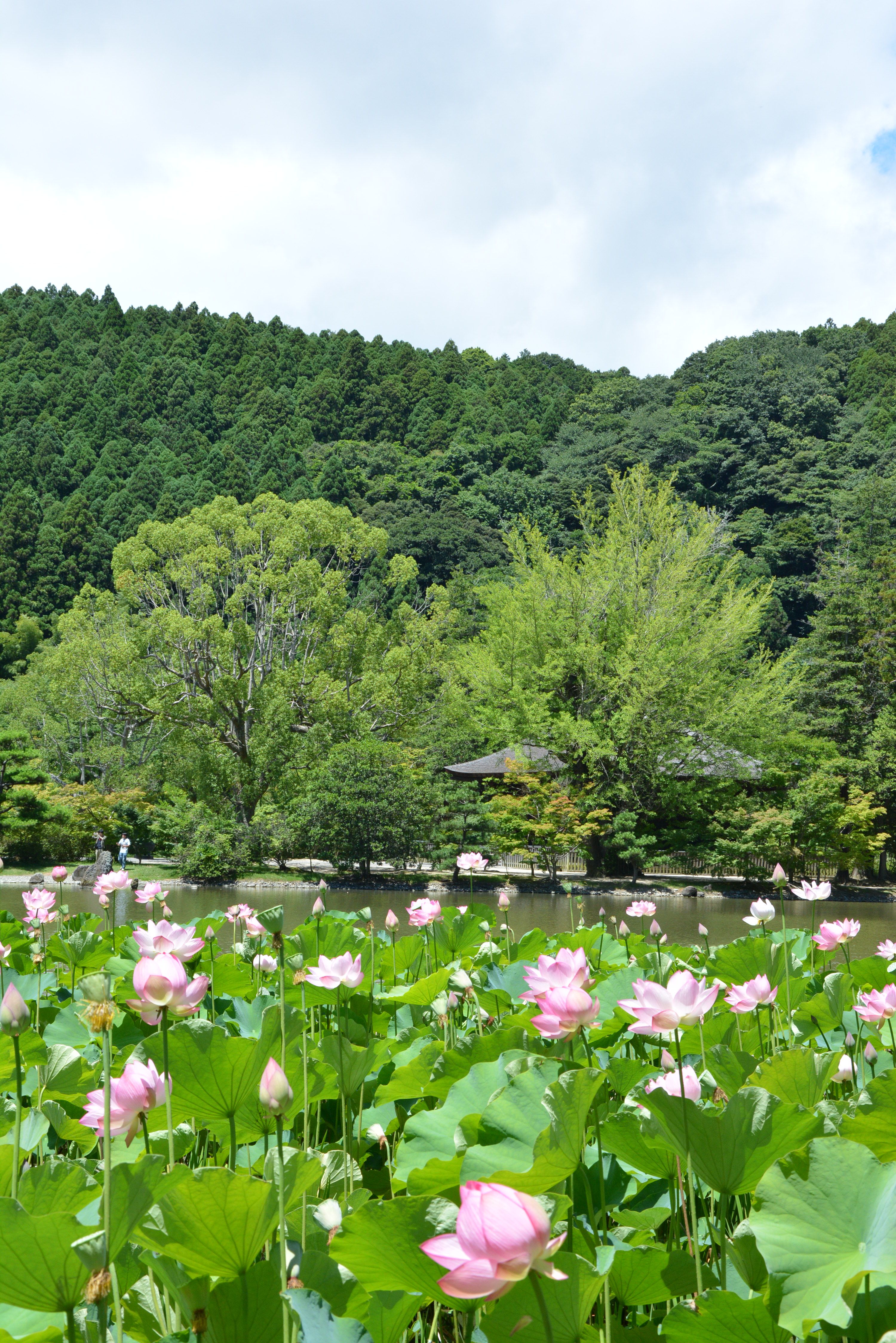 21 白水阿弥陀堂の古代ハス(平成28年7月、いわき市撮影)