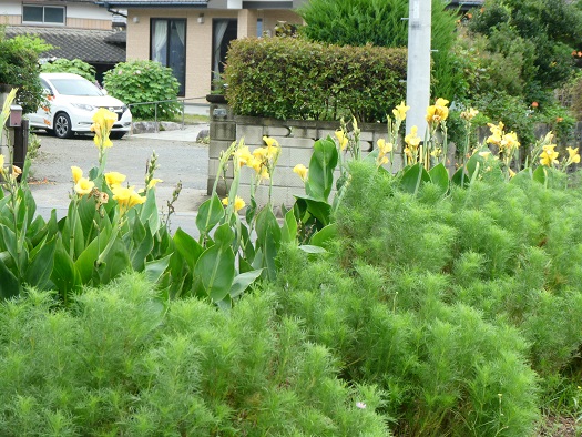 盛りを迎えたカンナの花と大きく育ったコスモスの苗。