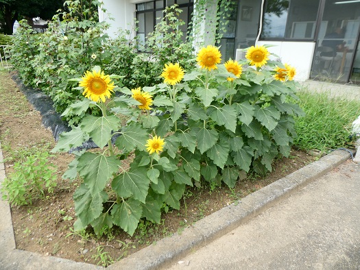 満開のヒマワリ