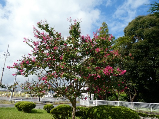 百日紅の木