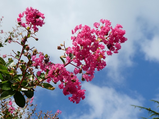 かわいいピンクの百日紅の花