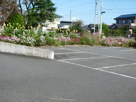 コスモスは花盛り