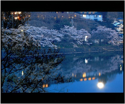 入選　夜桜