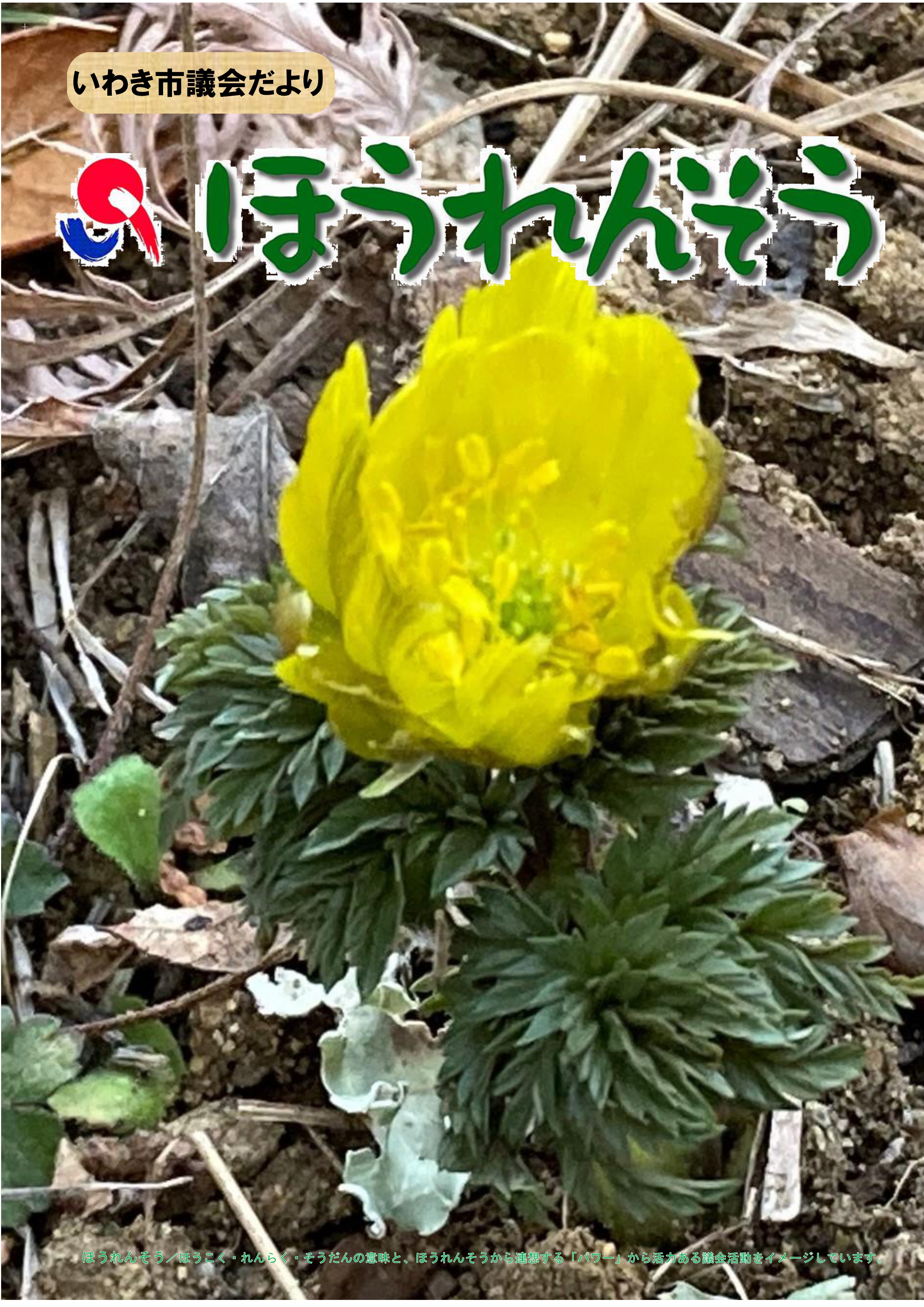 表紙候補