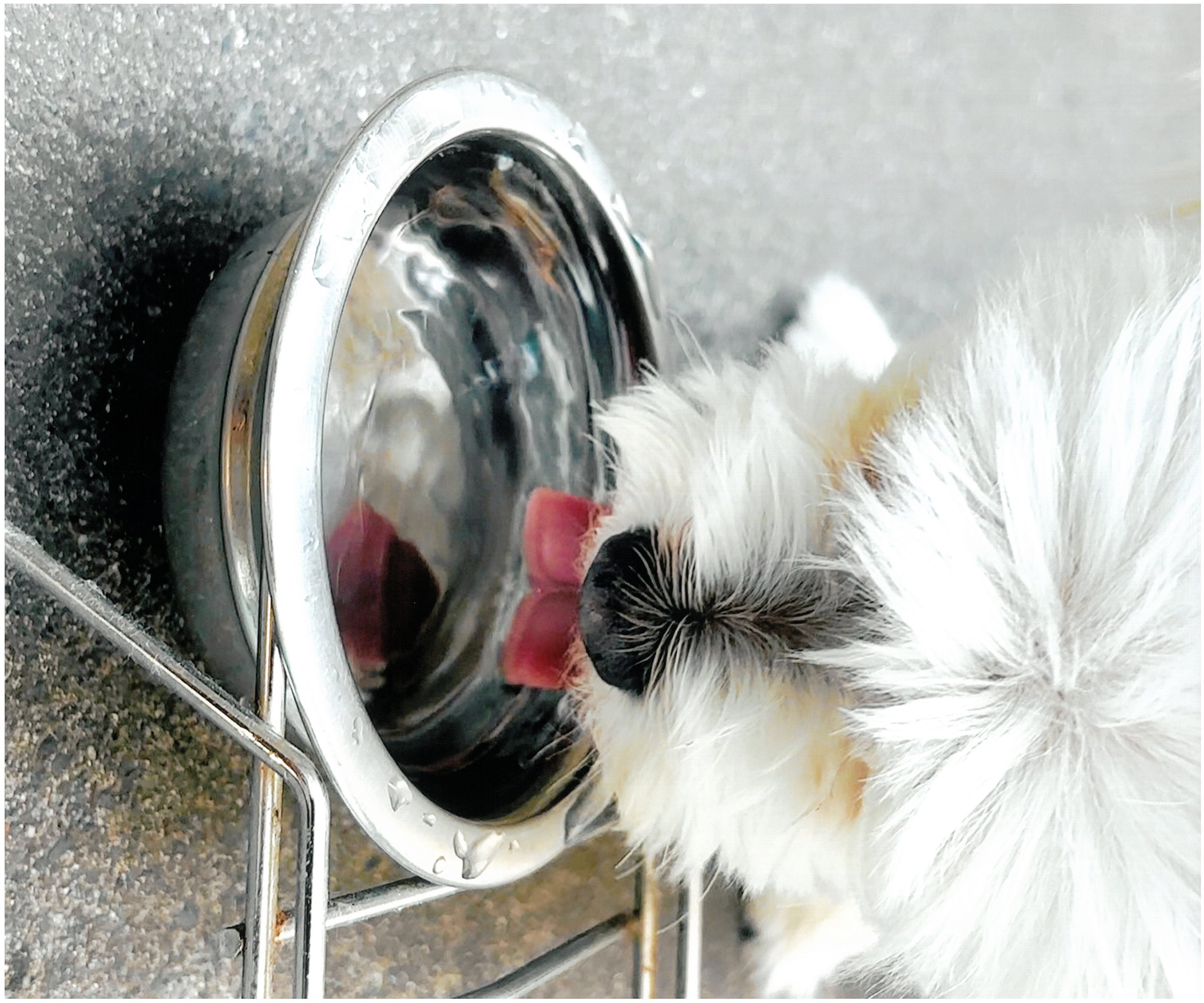 奏でる犬、踊る水音