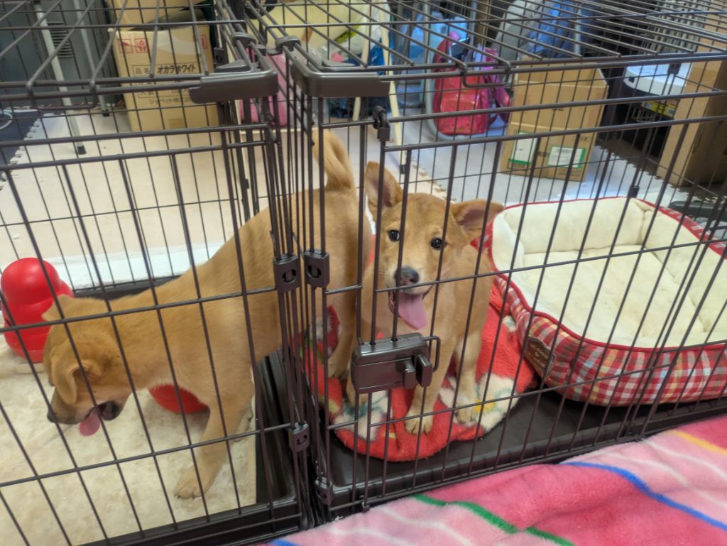 子犬ケージ