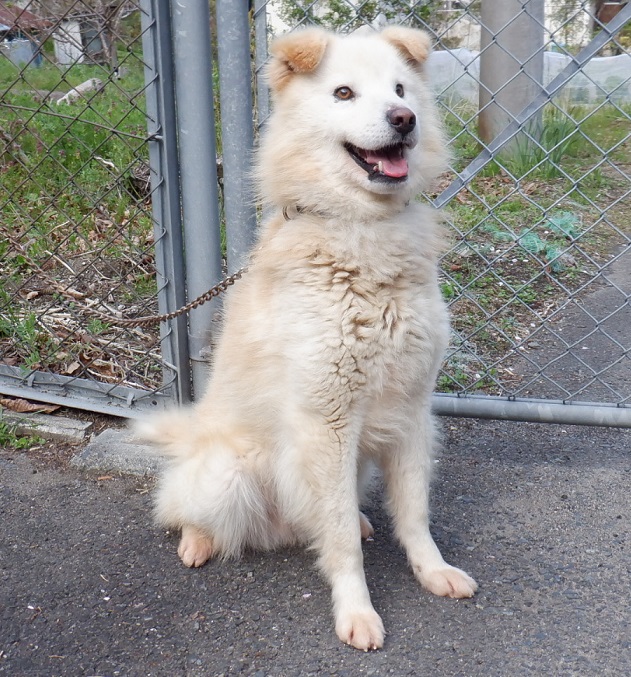 R7.3.10雑薄茶白♂長毛