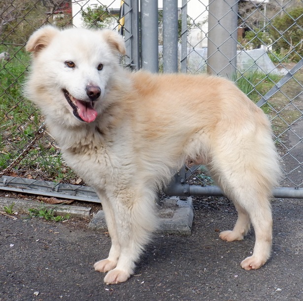 R7.3.10雑薄茶白♂長毛