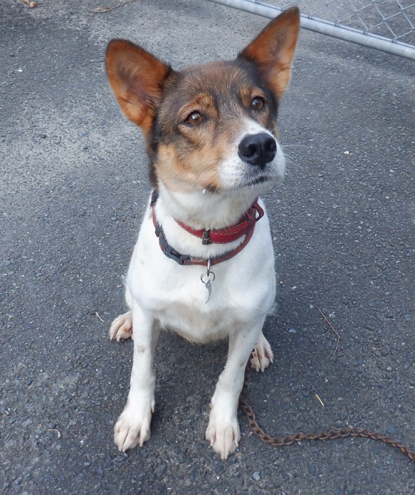 R6.10.30雑白黒茶♀とーこ