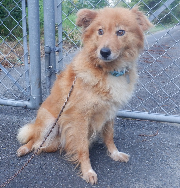 R7.3.12雑茶白♀はなこ