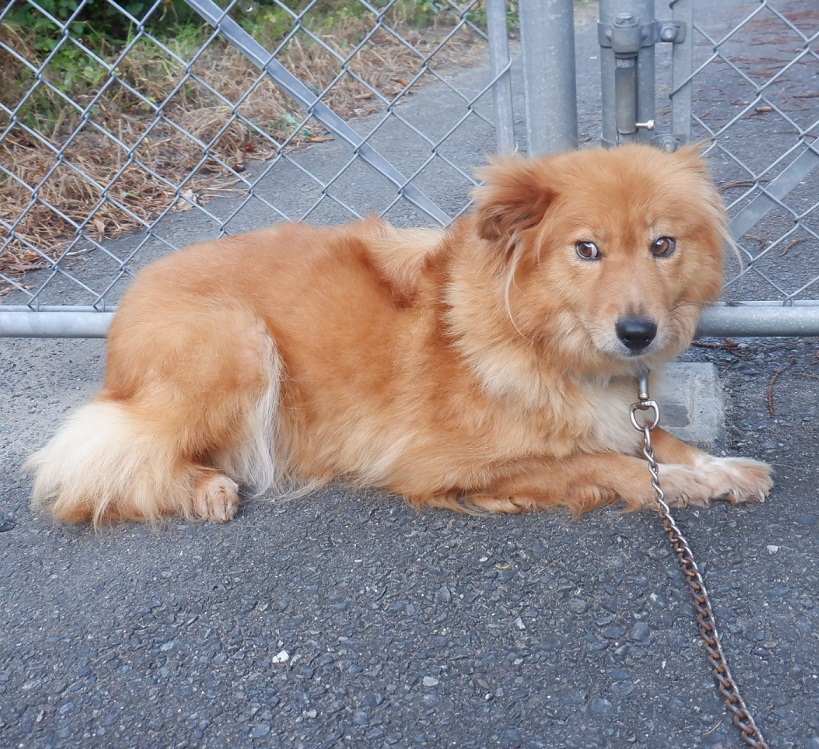 R7.3.12雑茶白♀はなこ