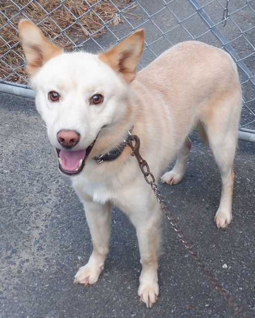 R7.3.14雑薄茶白♂チコ