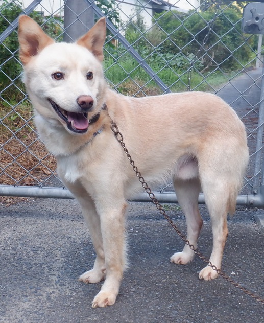 R7.3.14雑薄茶白♂チコ