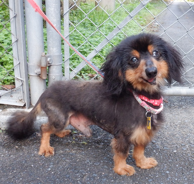 R7.6.13ダックス黒茶♂