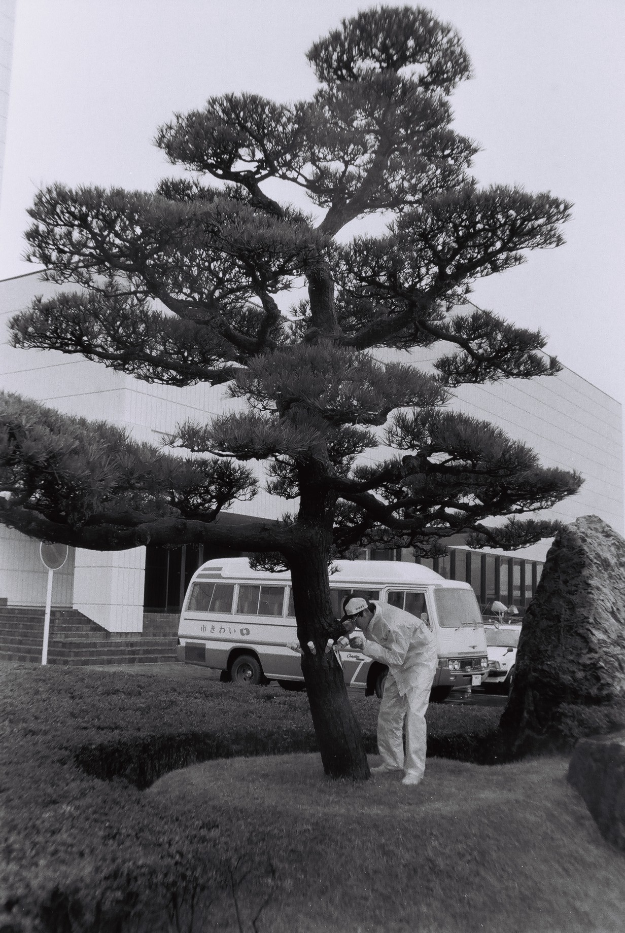 本庁舎北側に植えられていたクロマツのマツこぶ病治療(昭和58年3月、いわき市撮影)