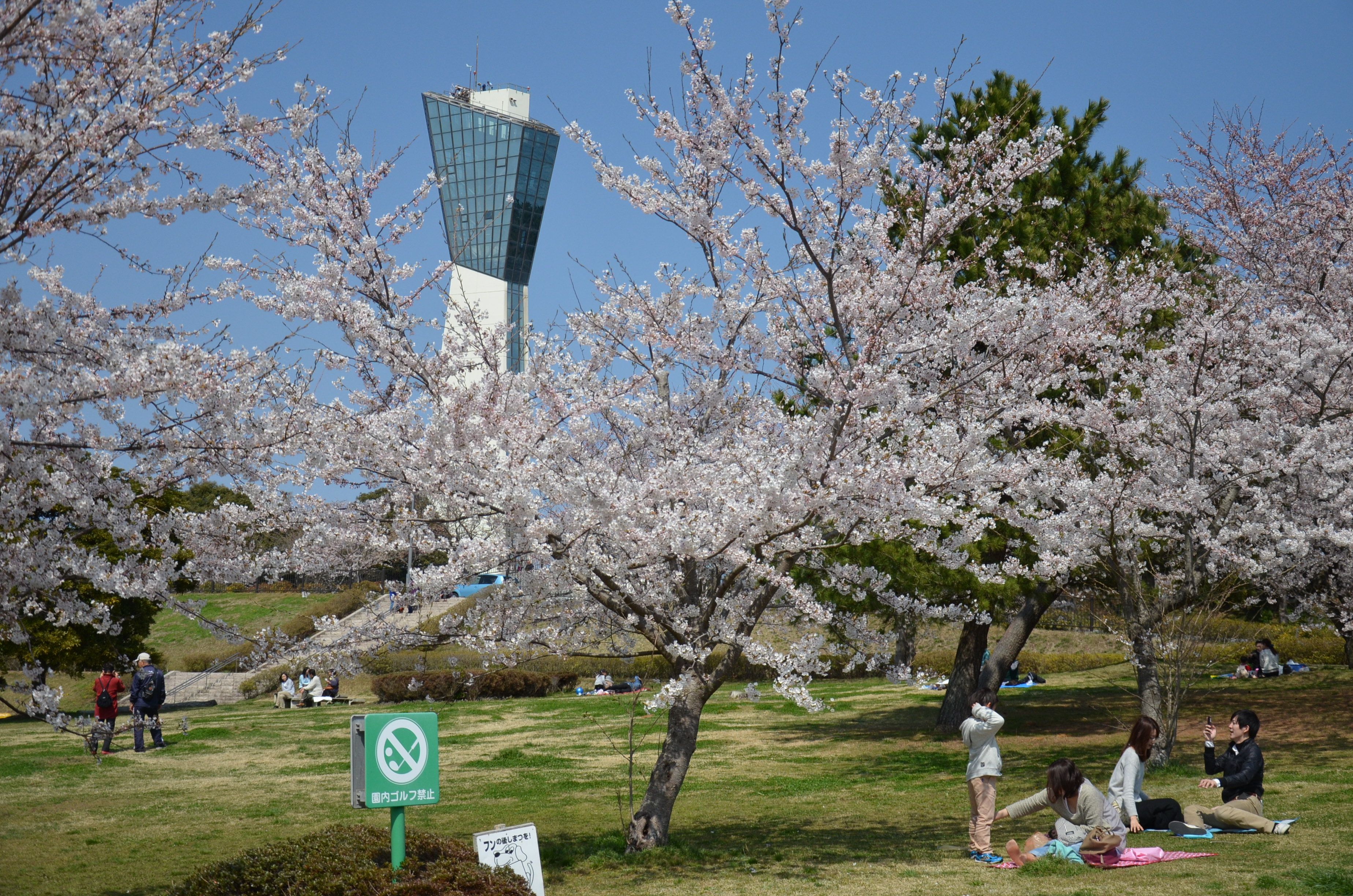 三崎公園のサクラ