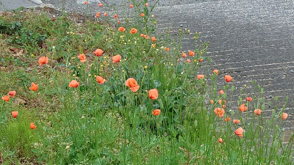 ナガミヒナゲシ(全景)